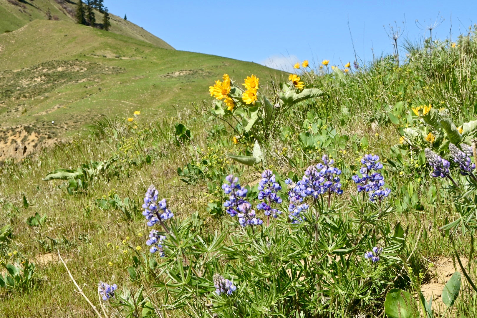 Where to See Wildflowers in Washington and Oregon on Scenic Summer Hiking Trails